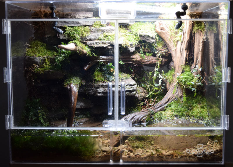best plants for dart frog terrarium Medium Naturalistic Enclosure Starter Kit