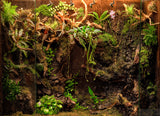 Background NZ Tree Fern Panels