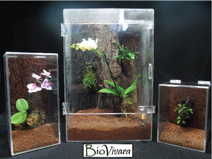 Announcing the Miniature Orchid Desktop Vivarium!